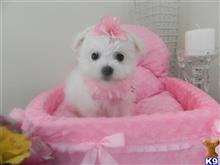 maltese puppy posted by Elegant Babies